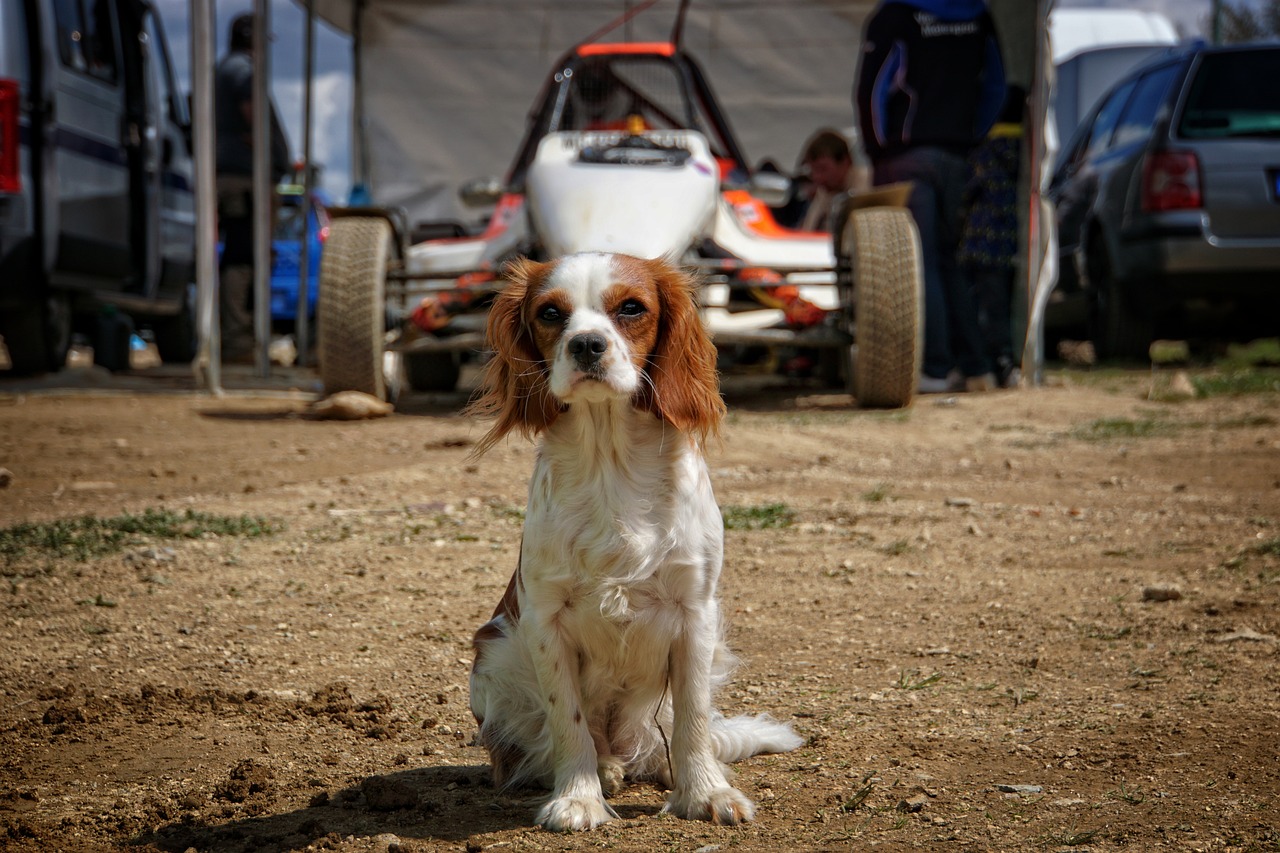 Understanding the Characteristics of Cavalier King Charles Spaniels